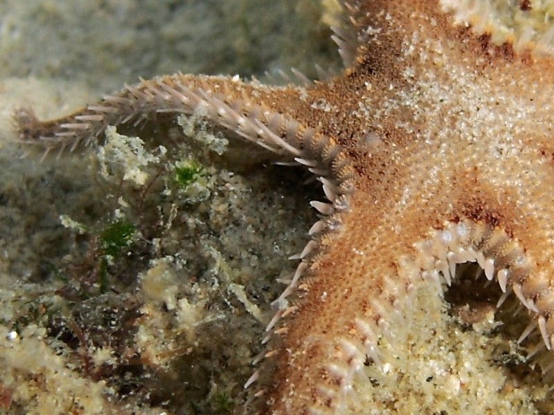 Astropecten spinulosus (Philippi, 1837)